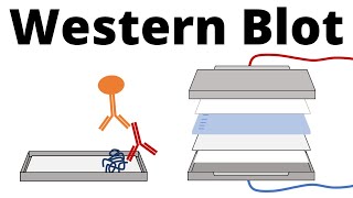 Western Blot  Protein Immunoblot explained [upl. by Ahsrat]