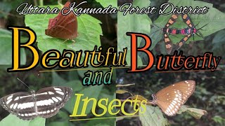 Beautiful Insects Collection UTTARA KANNADA FOREST DISTRICT [upl. by Dupaix]