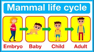 Mammal Life Cycle 🤔  Human life cycle  Fertilisation Baby Child amp Adult [upl. by Ojybbob]