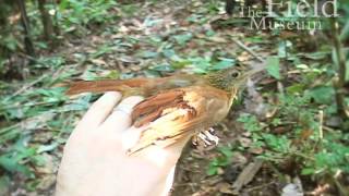 Ocellated Woodcreeper Xiphorhynchus ocellatus [upl. by Sillihp]