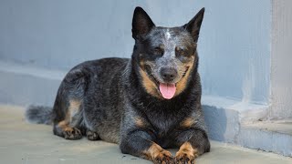 HighFlying Action Watch an Australian Cattle Dog Dominate Disc Dog Competitions [upl. by Kerianne]