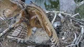 Savannah Great Horned Owl Cam Defense Posture 22315 [upl. by Ueih]