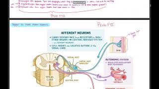 Spinal cord injury autonomic dysreflexia hemorrhagic stroke TBI IICP [upl. by Ostraw]