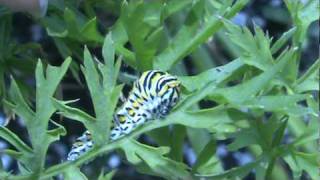 Swallowtail caterpillar extruding horns [upl. by Wittie]