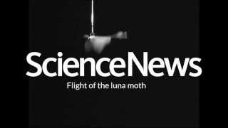 Flight of the luna moth  Science News [upl. by Dodi]