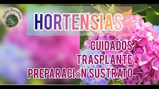 CUIDADOS TRASPLANTE Y PREPARACIÓN DE SUSTRATO PARA HORTENSIA [upl. by Kingsly75]