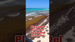 PlayacarPlaya del Carmen Seaweed Invasion  MAY 24 2024 seaweed sargassum playacar mexico [upl. by Etezzil867]