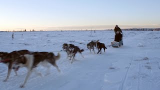 DOG SLED TRAINING WITH ALASKAN HUSKIES [upl. by Itnahsa]