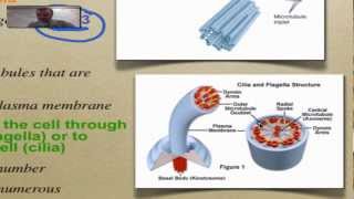 Chapter 7 Part 8  Cytoskeleton [upl. by Aillij753]