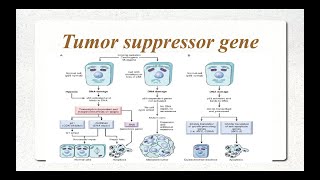 Molecular Basis of cancer Part 2 Tumor Suppressor Genes [upl. by Hsatan]