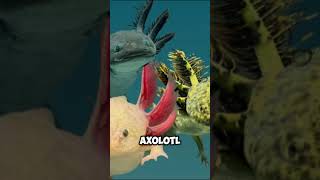 Is Axolotl the pinnacle of evolution [upl. by Kary]