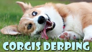 Corgis derping COMPILATION  funny cute dog fails and silly moments [upl. by Scever423]