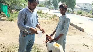 Qabz ka ilaj  Kleen enema in goat goatmedicine goatfarming goat farming [upl. by Naujat10]