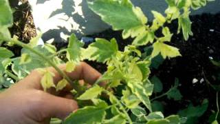 Tomatoe Plant variegation leavesvariegated stem and leaves of tomatoe plant heirloom [upl. by Atinniuq]