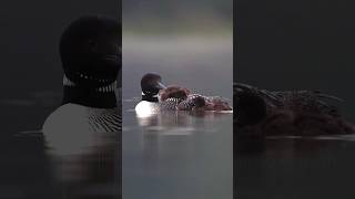 Three Loons wildlife loons birdphotography birdwatching [upl. by Kcirdahs]