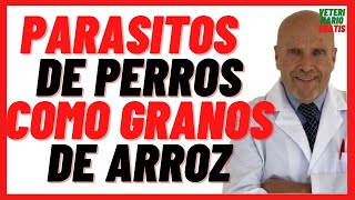 🔴 PARÁSITOS INTESTINALES de Perros como Granos de Arroz 🔴 Dipylidium Caninum o Tenia del Perro [upl. by Brahear236]