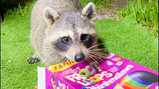 Wild Raccoons Eating Froot Loops  Baby Raccoons and Cereals [upl. by Nimra]