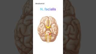 Kranial sinirler nervi craniales neuroanatomy anatomi anatomy nöroanatomi nöroanatomi [upl. by Ydner]