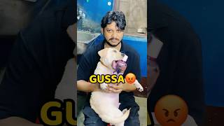 Aaj Pogo Pe Aaya Gussa😡😡 shorts vlog minivlog puppy doglover [upl. by Enajharas]