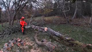 Umgewehten Apfelbaum aufschneiden  Sawing up a fallen apple tree Estland  Estonia 11 2024 [upl. by Pepper]