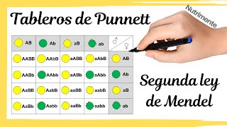 Cuadros de Punnett Segunda Ley de Mendel [upl. by Enyar]