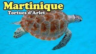 Martinique  Les tortues des anses dArlet [upl. by Tann701]