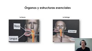 Anatomía del Sistema Digestivo y Reproductor [upl. by Yrekcaz]