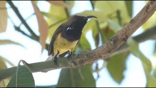 Dazzling Duo The Olivebacked Sunbirds [upl. by Cowie]