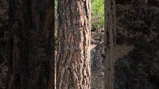 Mt Charleston Las Vegas hiking nature shorts [upl. by Buckingham]