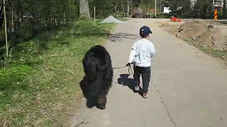 A Newfoundland dog walking my son Casper and also protecting him ❤ in May 2009 [upl. by Kutchins]