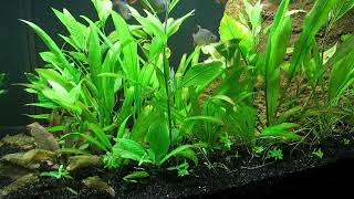 75Gallon LowTech Aquascape Update 10723 [upl. by Emelina]