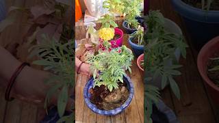 Repotting of marigold ♥️ plant repotting update 24balconygarden repotting [upl. by Eronel]