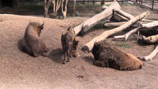 Djur på Skansen och Skansenakvariet [upl. by Hercules]