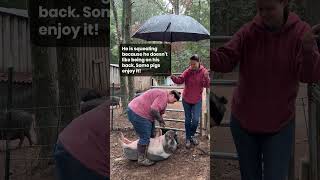 Kevin the pig gets a tusk trim in the rain 🐷 See comments for FAQs about pig tusks minipig [upl. by Mailli]