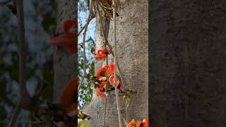 Palash Tree Flowers [upl. by Geraint]