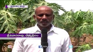 Management Practices In Papaya  Eruvaka  99tv [upl. by Anaxor]