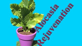 Rejuvenating a Alocasia macrorrhiza  Repotting and Fertilizing [upl. by Gotthard]