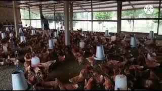 elevage de poule pondeuse en Côte d’Ivoire suivie par lagence investir dans lélevage et formation [upl. by Hayila]