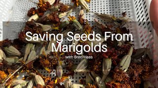 Collecting Seeds From Marigolds [upl. by Asemaj]