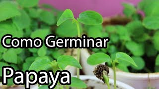 Como Germinar semillas de Papaya  México Verde [upl. by Riancho]