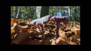 Paddestoelen op Landgoed Zwaluwenburg [upl. by Piper]