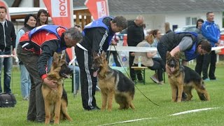 HunniaRex Német Juhászkutya Egyesület klubkiállítás Kőszegen 2017 [upl. by Namqul]