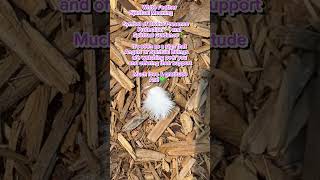 White Feather Spiritual Meaning [upl. by Reviel]