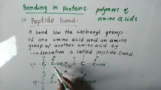 peptide bond bonding in proteins  chemistry 10 biochemistry proteins [upl. by Eener]