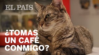 Valencia abre un cat bar  España [upl. by Brig128]