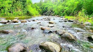 Peaceful River Flowing Sound Gentle River Relaxing Nature Sounds White Noise for Sleep Study [upl. by Bihas386]