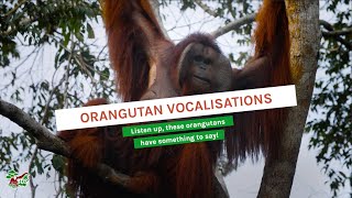 ORANGUTAN VOCALISATIONS [upl. by Jehius]