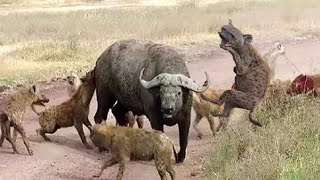 Most Amazing Hyena vs BuffaloㅣHyena AttacksㅣWild Animal Attacksㅣ버팔로 vs 하이에나 숨막히는 전투 [upl. by Gotcher]