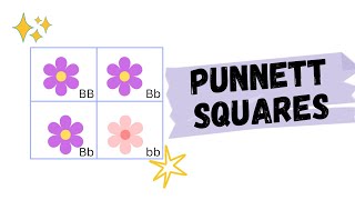 GED Science amp Grade11 Biology Punnett Squareမျိုးဗီဇဆိုင်ရာ ရေးဆွဲနည်းလေးအကြောင်း [upl. by Bunch]