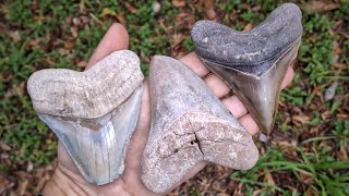 Megalodon Shark Tooth INSANITY Our BEST Shark Tooth Finds Of All Time  Florida Fossil Hunting [upl. by Erleena]